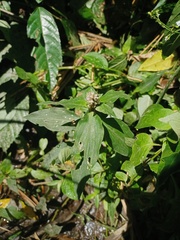Floscopa scandens