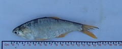 Bigscale Anchovy photo 4