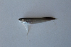 Bregmaceros nectabanus