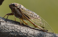 Diceroprocta marevagans