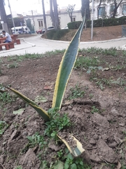 Agave americana
