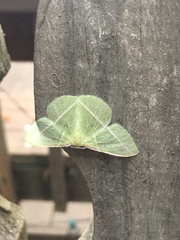 Dichorda illustraria