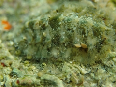 Acanthochitona fascicularis
