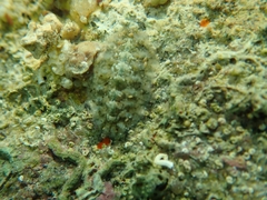 Acanthochitona fascicularis
