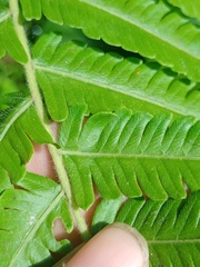 Sphaerostephanos polycarpos