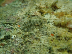 Acanthochitona fascicularis