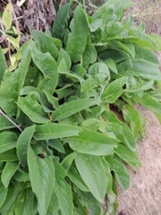 Symphytum officinale