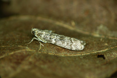 Dioryctria simplicella