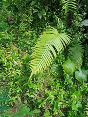 Sphaerostephanos polycarpos