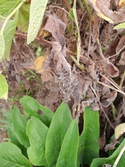 Symphytum officinale