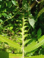 Sphaerostephanos polycarpos