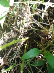 Sphaerostephanos polycarpos