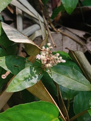 Floscopa scandens