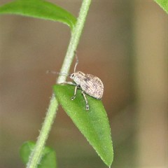 Calomycterus setarius