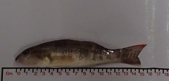 Serranus psittacinus