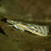 Banded Grass-Veneer - Photo (c) Michał Brzeziński, some rights reserved (CC BY-NC), uploaded by Michał Brzeziński