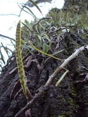 Microgramma mortoniana