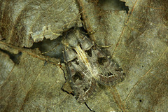 Hyssia cavernosa