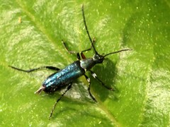 Grammoptera molybdica