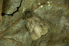 Ipimorpha retusa