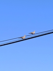 Streptopelia decaocto