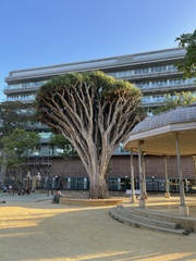 Dracaena draco