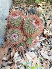 Mammillaria rhodantha