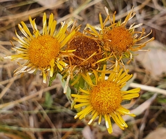 Pentanema
