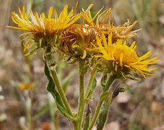 Pentanema