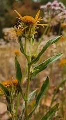 Pentanema