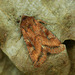 Lacanobia splendens - Photo (c) Michał Brzeziński, algunos derechos reservados (CC BY-NC), subido por Michał Brzeziński