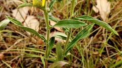 Pentanema