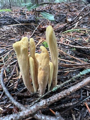 Clavariadelphus sachalinensis