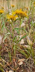 Pentanema