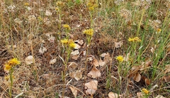 Pentanema
