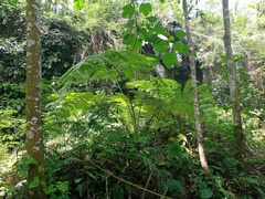 Sphaeropteris glauca