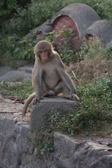Macaca mulatta