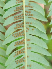 Sphaeropteris glauca