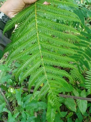 Sphaeropteris glauca