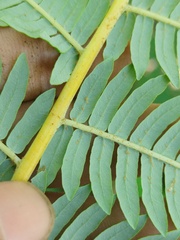 Sphaeropteris glauca