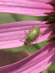 Diabrotica barberi