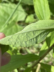 Solidago canadensis hargeri