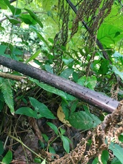 Sphaeropteris glauca