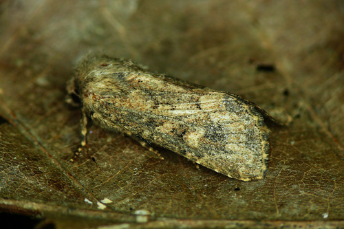 Flounced Rustic