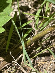 Solidago canadensis hargeri