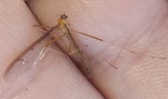 Tricyphona