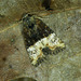 Mesoligia furuncula - Photo (c) Michał Brzeziński,  זכויות יוצרים חלקיות (CC BY-NC), הועלה על ידי Michał Brzeziński