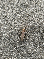 Copidita quadrimaculata
