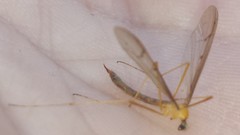 Tricyphona