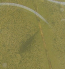 Ichthyosaura alpestris